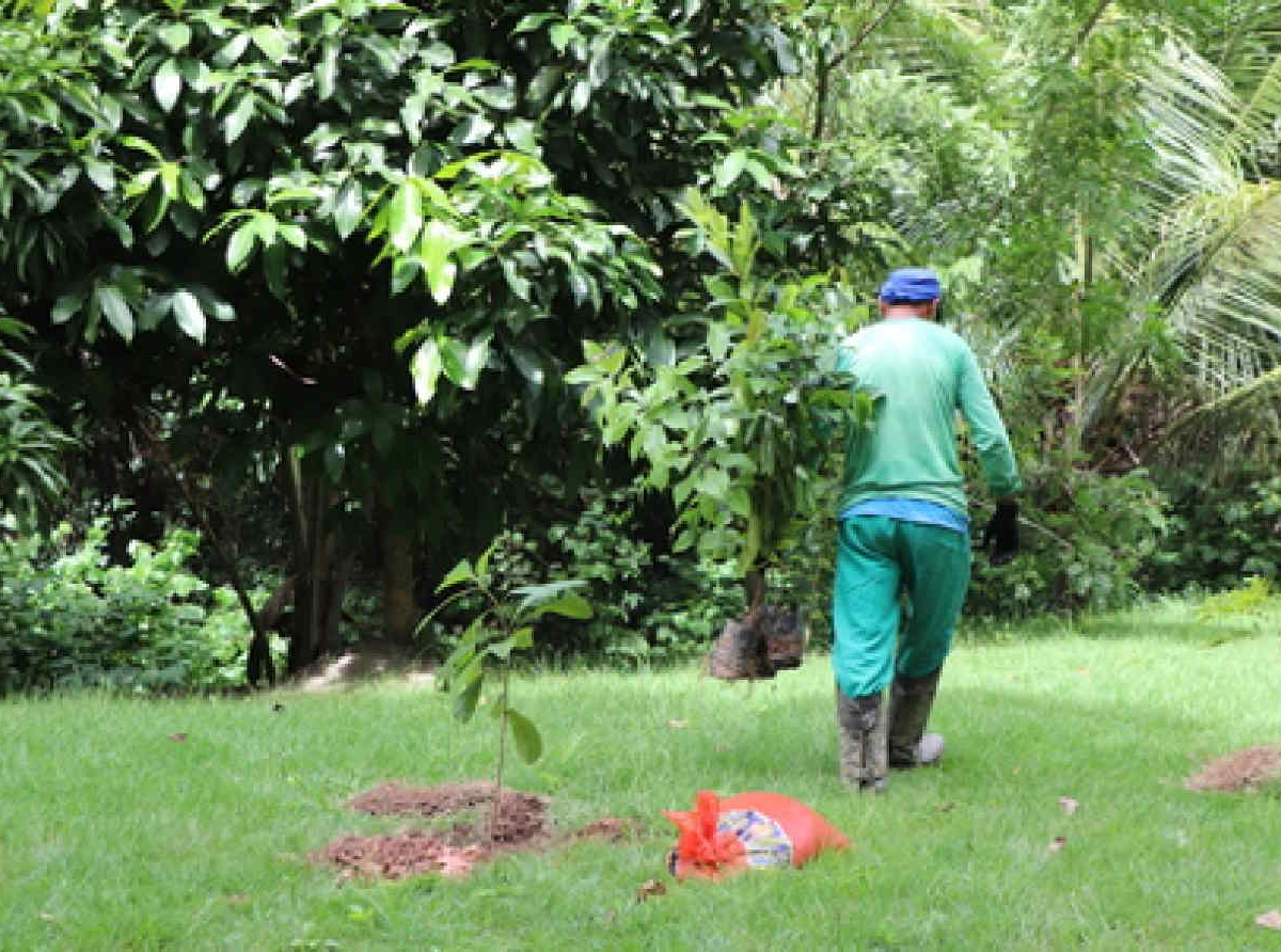 Ação de Reflorestamento Celebra o Dia da Mata Atlântica em SBC / Foto: Agência Trianon