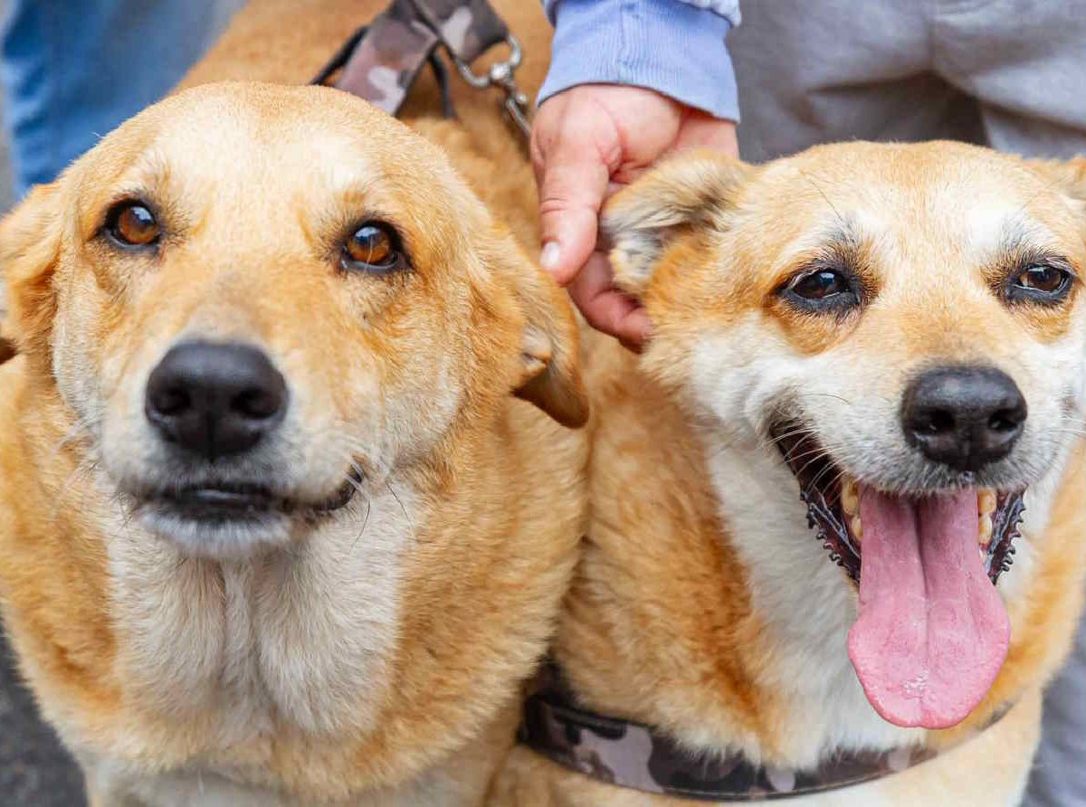 Campanha de castração de cães e gatos estará na Praça da Moça em Diadema