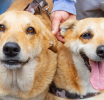 Campanha de castração de cães e gatos estará na Praça da Moça em Diadema