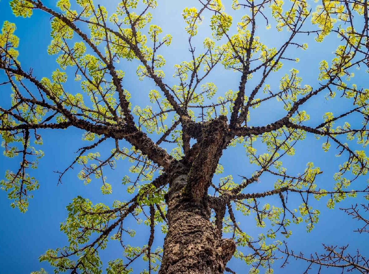  Arborização urbana em Santo André / Foto: Divulgação/PSA